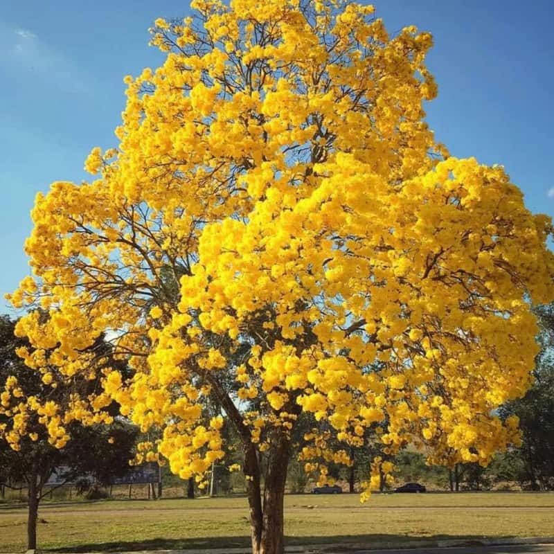 arboles-exoticos-cuernavaca
